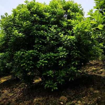 杨梅树2-4米冠 精品杨梅 苗供应 园林绿化苗