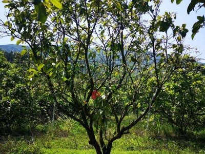 柚子树断根苗高度冠幅3-6米  精品柚子树批发  基地直销