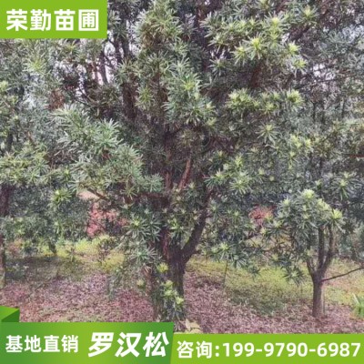 广西供应精品造型罗汉松树 产地直销 价格优美