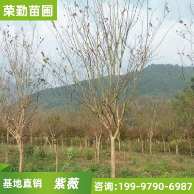 桂林紫薇树批发 绿化精品 成活率高 规格齐全
