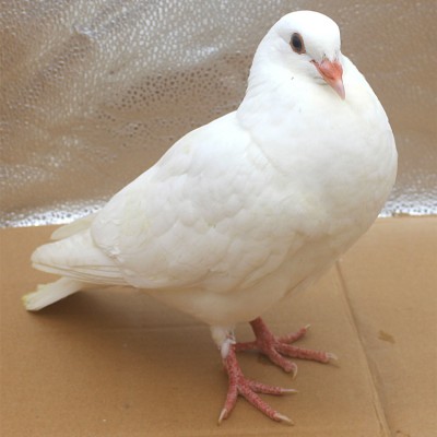 广东鸽子批发市场 专业鸽子养殖场 白羽王鸽报价