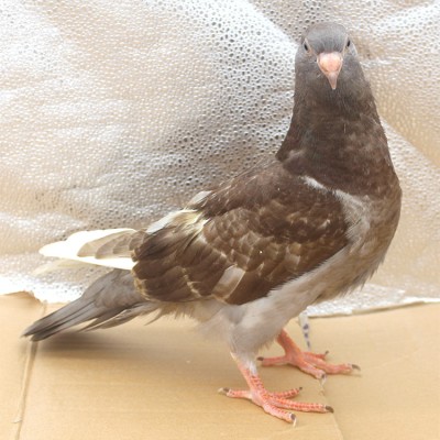 梧州鸽子厂家批发 鸽子养殖技术 壮泰鸽业 专业批发鸽子