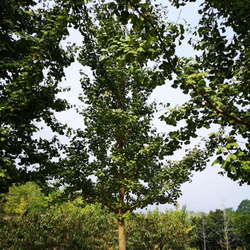 12公分景观银杏树批发 合意苗木供应 基地种植