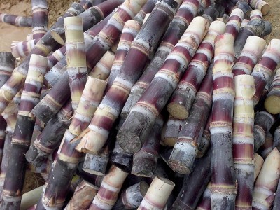河南甘蔗种子批发厂家 特甜早熟果蔗种子 高产甘蔗种子价格