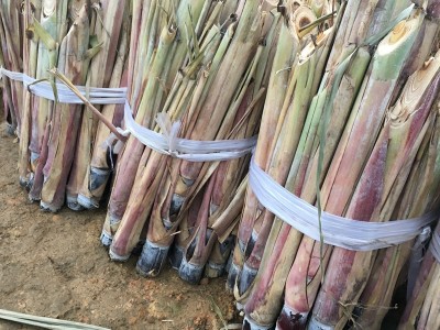 江西甘蔗种苗批发 优质甘蔗种子现货出售 提供种植技术