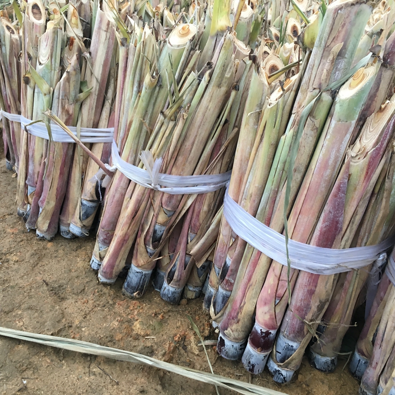 江西甘蔗种苗批发 优质甘蔗种子现货出售 提供种植技术