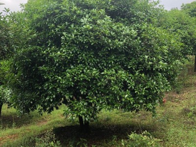 广西丛生桂花树供应厂家 各种规格 绿化树行道树批发供应
