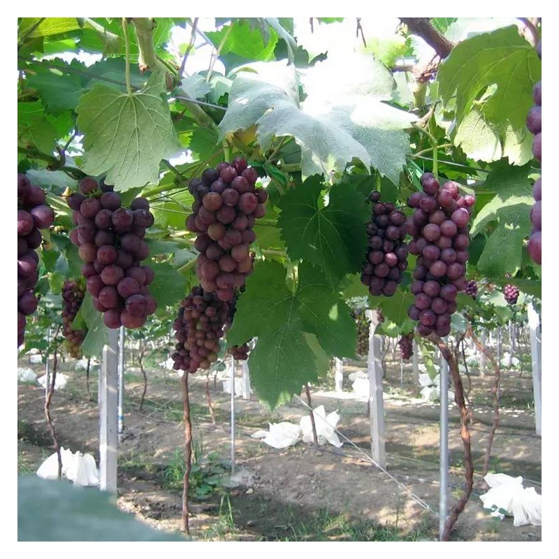专业葡萄园搭建 质量可靠 水果棚搭建 上门搭建葡萄园
