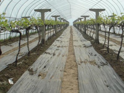 广西葡萄园建园 专业葡萄园搭建 质量可靠 水果棚搭建 上门搭建葡萄园