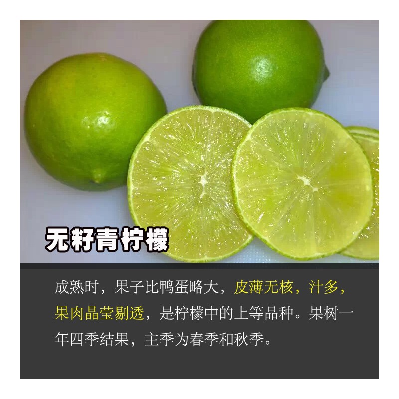 柠檬树苗批发 嫁接四季香水柠檬 台湾无籽青柠檬 柠檬苗价格