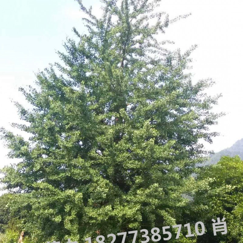 贵州大银杏树批发 直径80-120公分 精品银杏树价格生产厂家