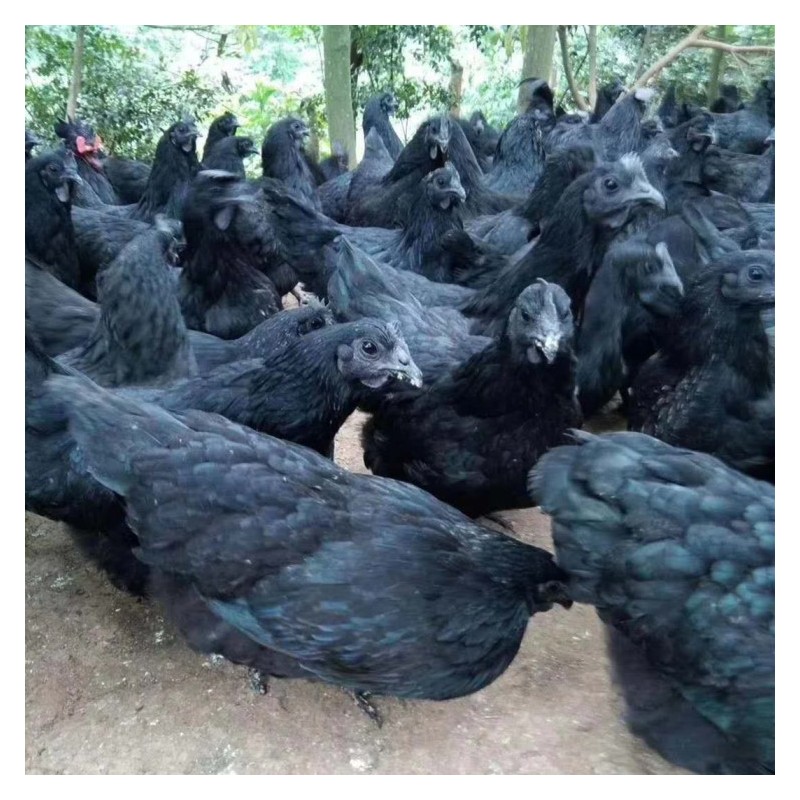 绿壳蛋鸡苗批发五黑鸡苗价格养殖吗现在五黑鸡苗价格土鸡孵化场