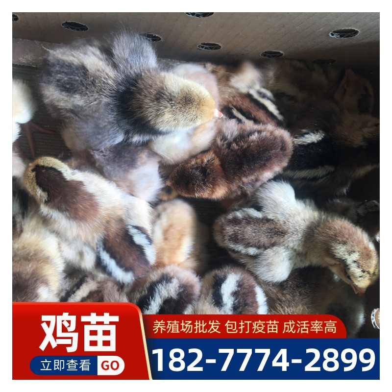 贵州K9肉鸡苗批发 直销901 882鸡苗 肉鸡苗价格