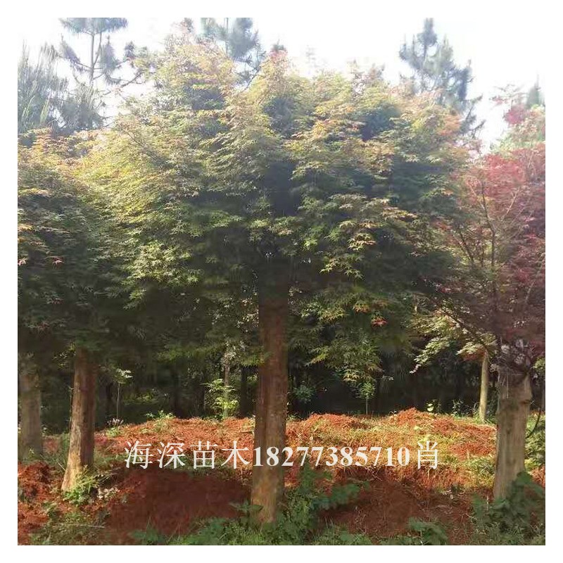 贵州红枫树价格 嫁接大红枫生产厂家 园林景观专用