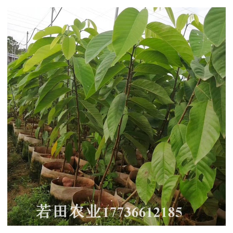 台湾凤梨释迦中苗 大苗产地直供 开花树大量供应 价格实惠