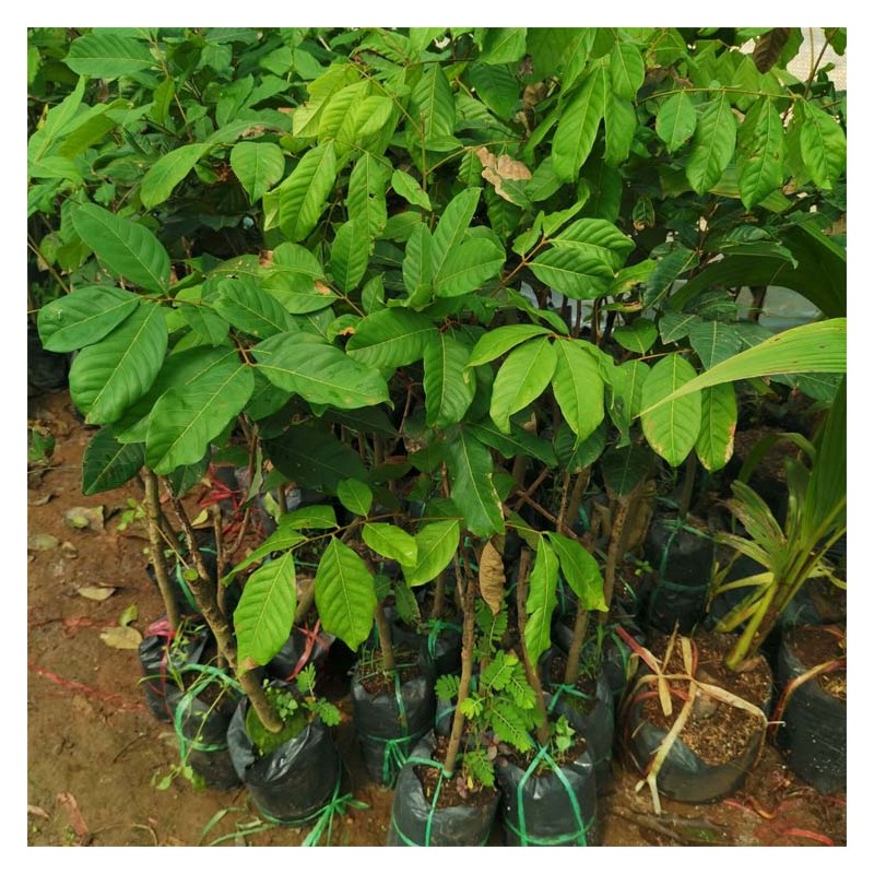 泰国红毛丹苗工艺 优质进口盆栽红毛丹苗批发 种植简单