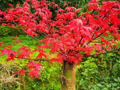 上海日本红枫产地直销 四季红枫 红大袖价格
