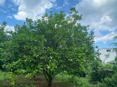 求购柚子树 从生香泡树供应 柚子树批发