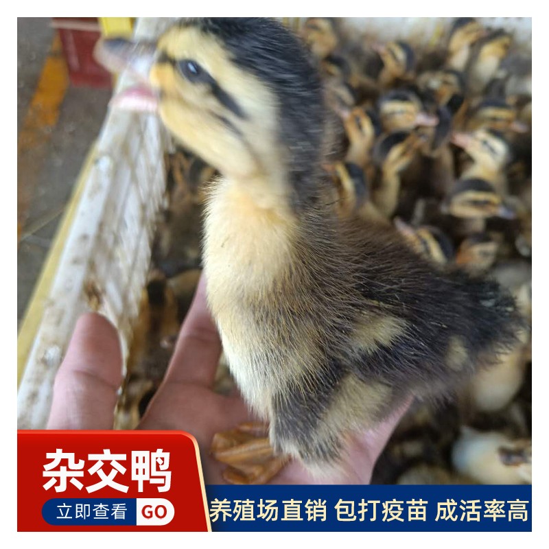 贵州毕节鸡鸭鹅苗养殖场 正宗鸭苗批发 麻鸭大种杂交鸭鸭苗打疫苗 现货