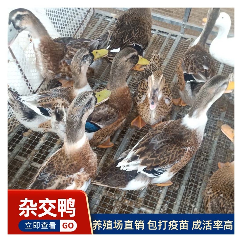 广东鸭苗批发市场 大种杂交鸭  青头鸭苗价格 孵化场技术指导 疫苗齐全