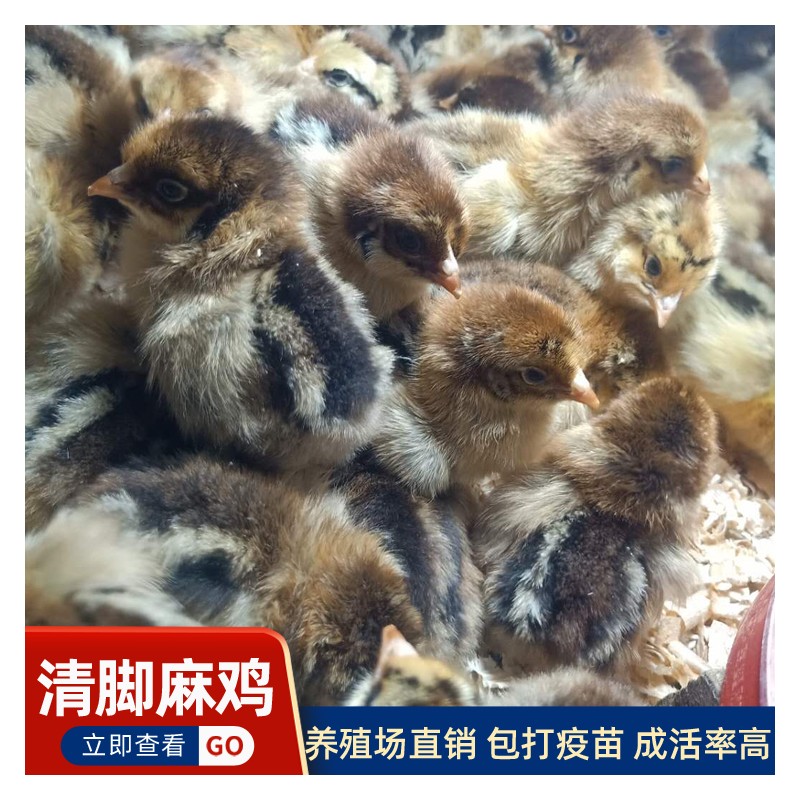 广西青脚麻鸡苗市场供应 养殖场青脚麻鸡批发 脱温鸡苗优质