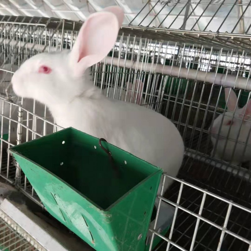 广西大型肉兔养殖场繁殖兔培育基地优质公母兔出售