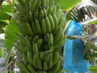 香蕉专用膜 南宁香蕉种植专用膜 香蕉薄膜批发