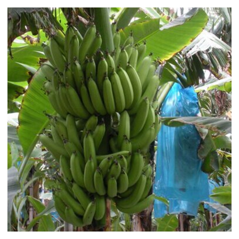 香蕉专用膜 南宁香蕉种植专用膜 香蕉薄膜批发