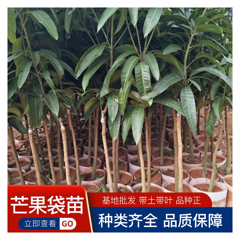 芒果苗批发 芒果袋苗 广西芒果 提供种植技术