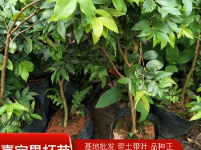 广西嘉宝果树苗厂家 钦州基地直供 台湾树葡萄袋苗 绿化水果树