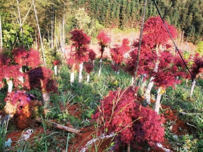 河南日本红枫产地直销 精品红枫枫 丛生红枫 骨架红枫