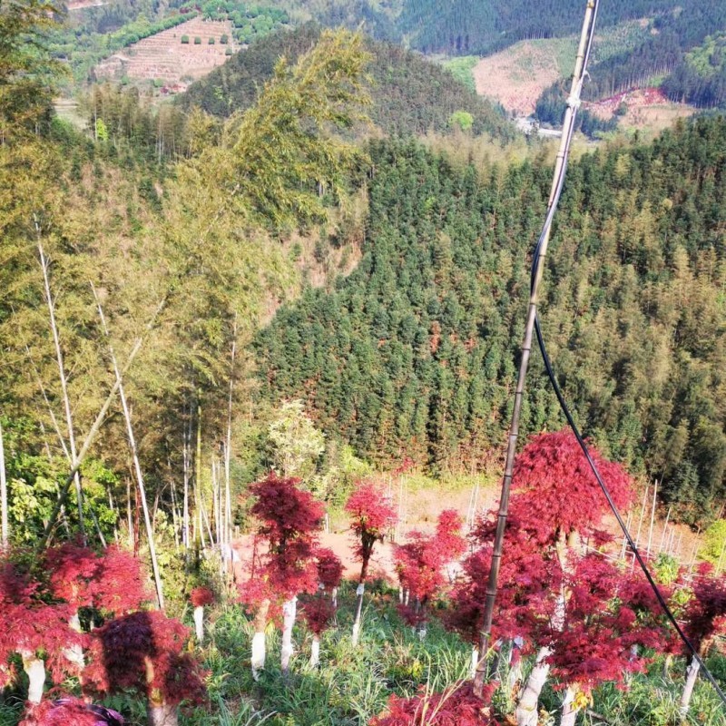 河南日本红枫产地直销 精品红枫枫 丛生红枫 骨架红枫