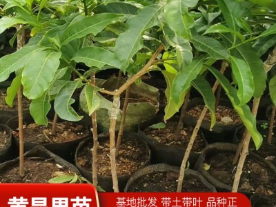 钦州冬蜜黄晶果苗批发 台湾四季加蜜蛋黄果树苗 迅达苗木种植培育
