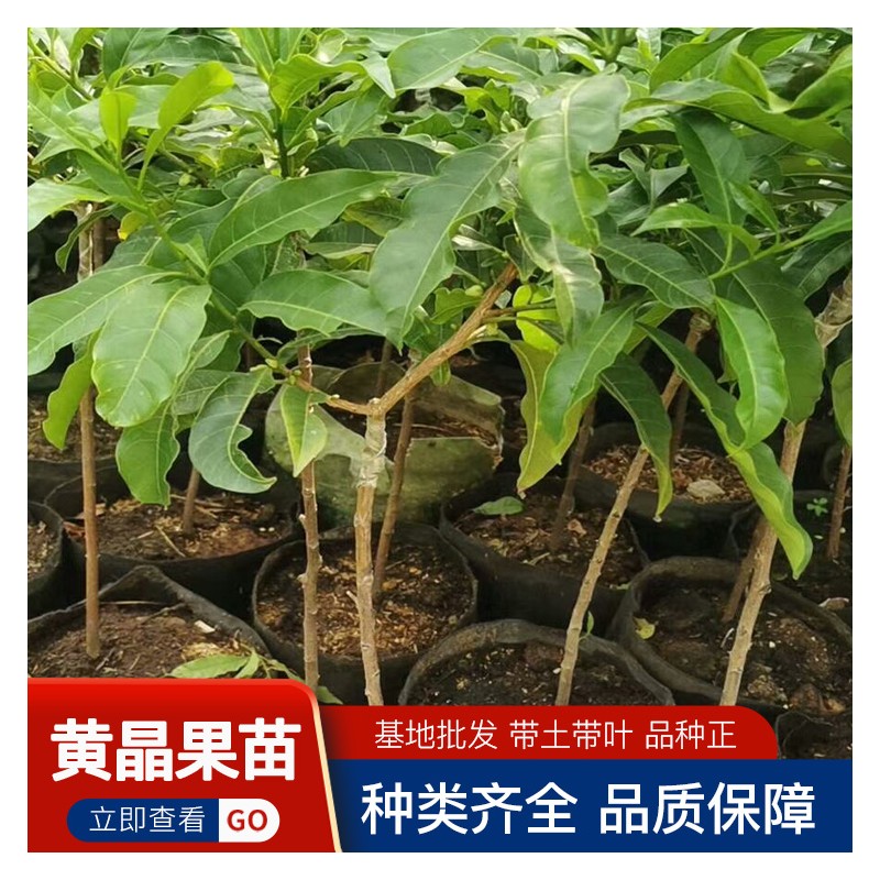 钦州冬蜜黄晶果苗批发 台湾四季加蜜蛋黄果树苗 迅达苗木种植培育