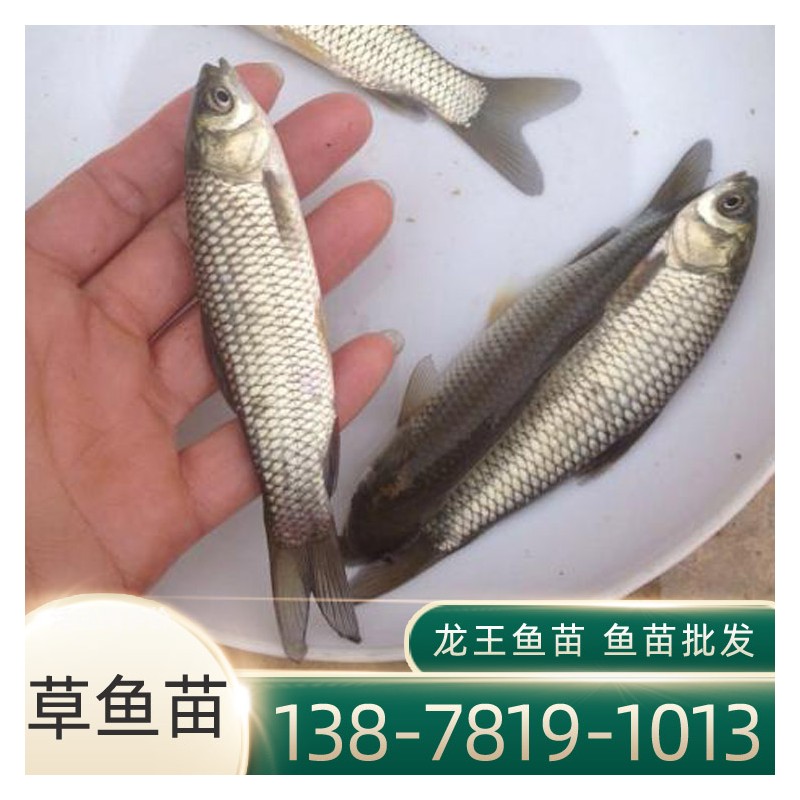 贵州鱼苗批发市场 5-6公分草鱼苗价格 大量批发草鱼苗养殖技术