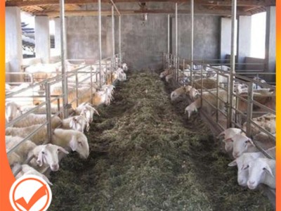 广西玉米秆 玉米杆加工厂 玉米杆批发 牛羊饲料 厂家直销