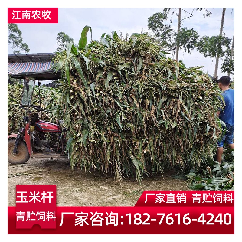 广西玉米秆加工厂 玉米杆价格 玉米杆批发 牛羊饲料批发 江南农牧 厂家直销
