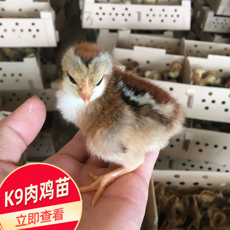 广西鸡苗批发 K9肉鸡苗供应市场  出壳鸡苗价格可散养