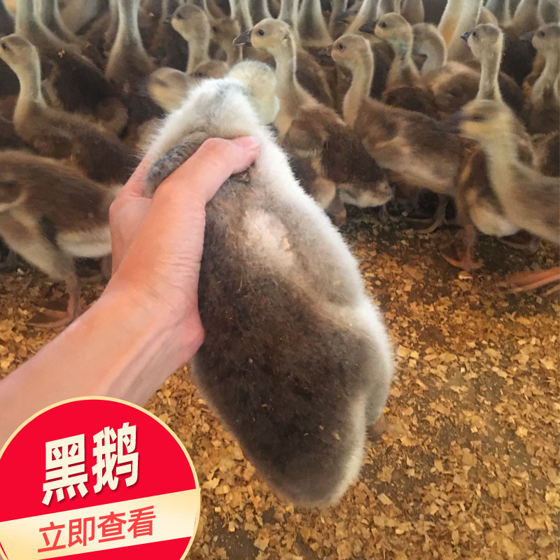 广西鹅苗批发 黑鹅优质禽苗供应 包打疫苗成活率高