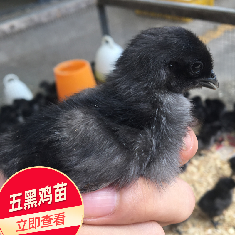 黑鸡苗批发 广西鸡苗价格 出壳五黑鸡苗1日龄 孵化厂供应