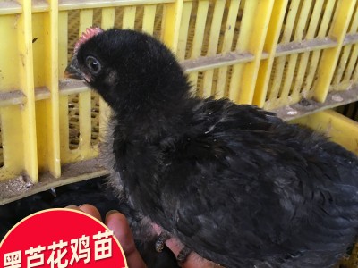 广西黑芦花鸡苗 孵化厂供应芦花鸡 提供养殖技巧