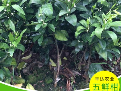 广西反季节柑橘苗培育基地 五鲜柑果苗价格 适应性强易种植