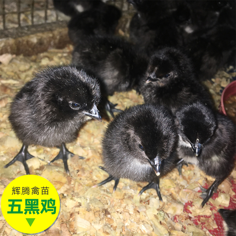 广东五黑鸡苗养殖场 鸡苗批发 脱温鸡苗打好疫苗 现货