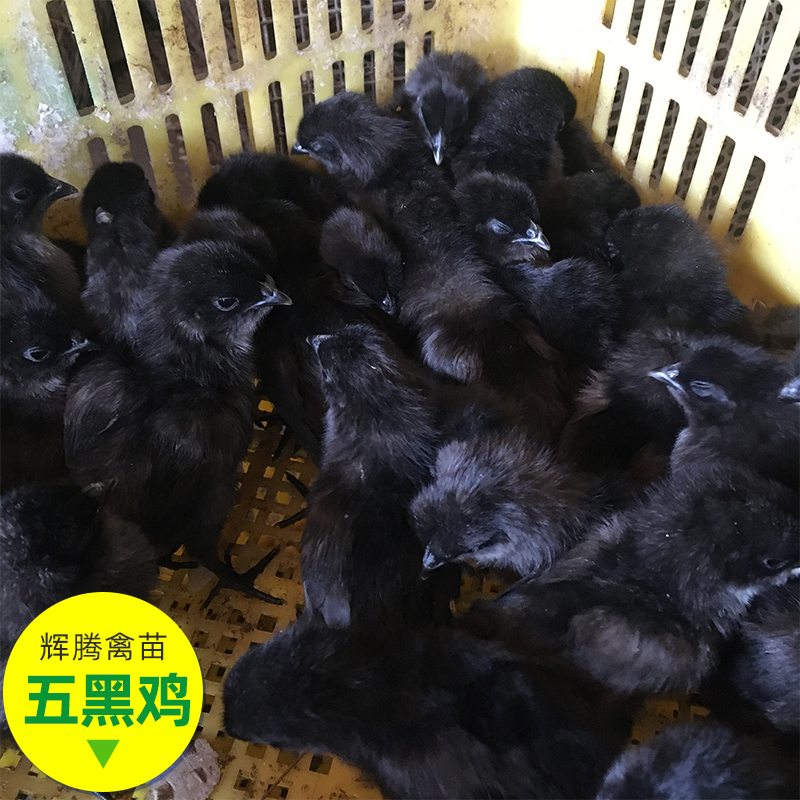 贵州五黑鸡苗批发 鸡苗包打疫苗  脱温鸡苗市场价格