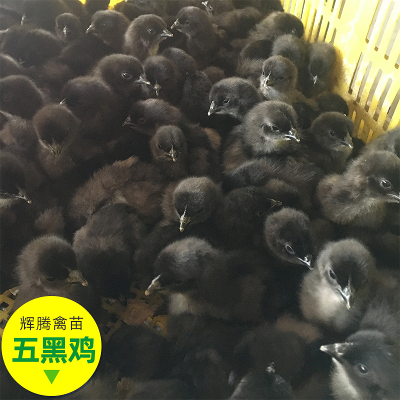 贵州都匀五黑鸡鸡苗禽苗市场批发  土鸡苗价格实惠 鸡苗包打疫苗