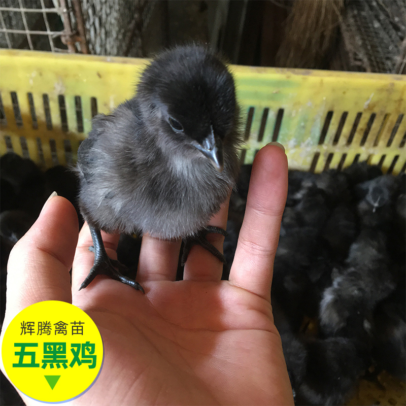 四川鸡 鸭 鹅苗禽苗市场 优质五黑鸡苗批发 鸡苗包打疫苗