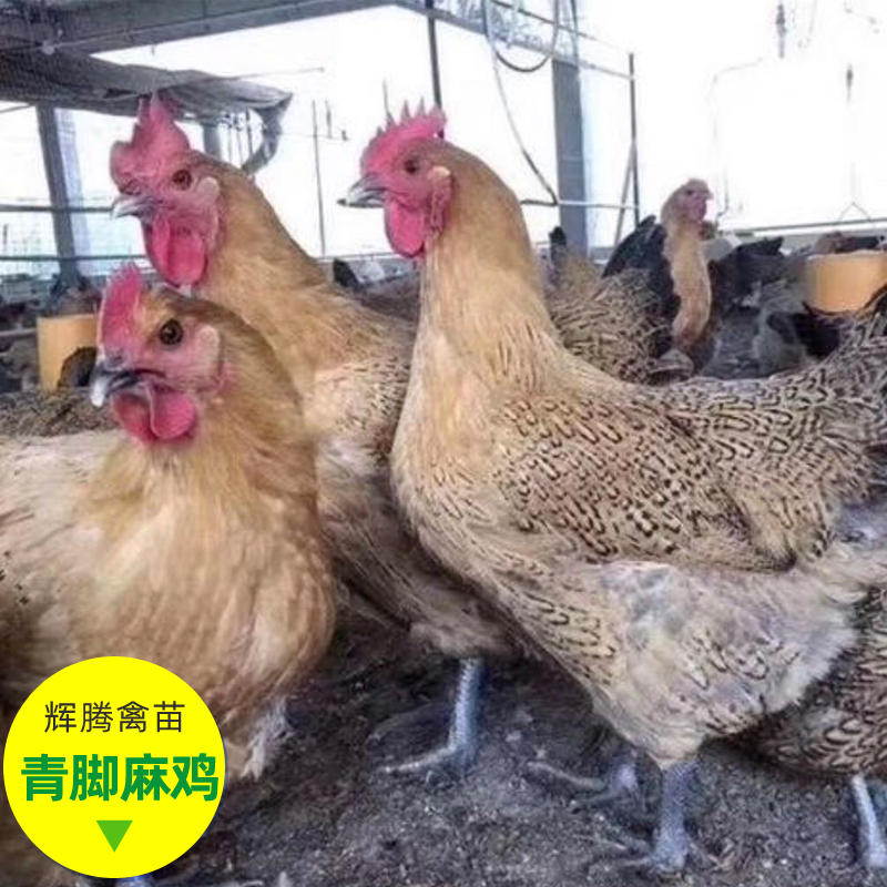 贵州快大青脚麻鸡苗批发 脱温苗 孵化场技术指导 肉鸡苗价格