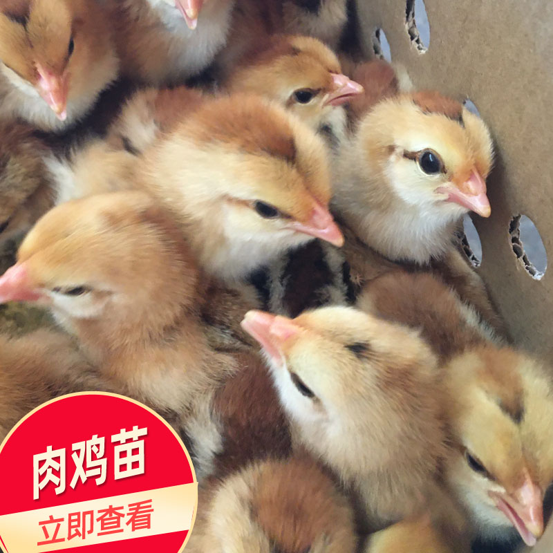 肉鸡苗批发 K9肉鸡鸡苗 包打疫苗家禽厂供应