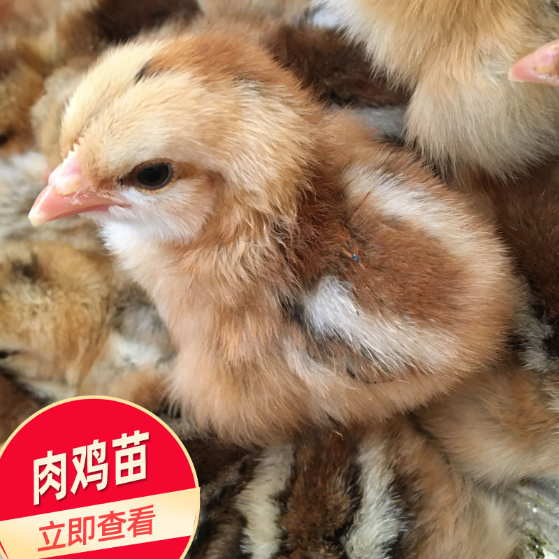 肉鸡苗价格 882肉鸡苗 启翔孵化厂批发鸡苗 包打疫苗