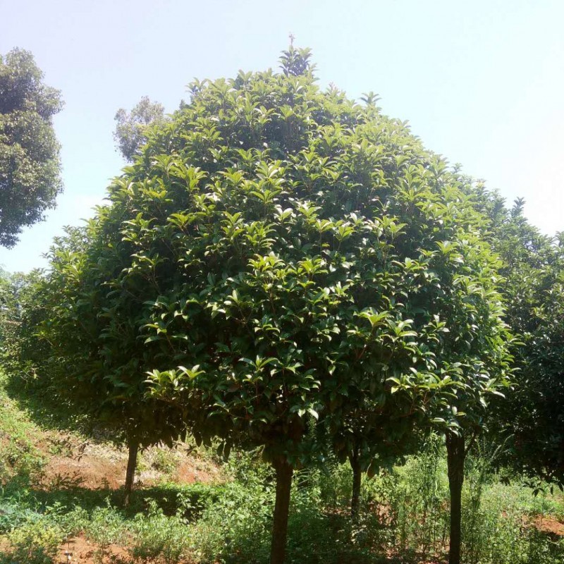广西桂花树批发 10-15公分桂花树现货价格 大量供应 基地种植直发